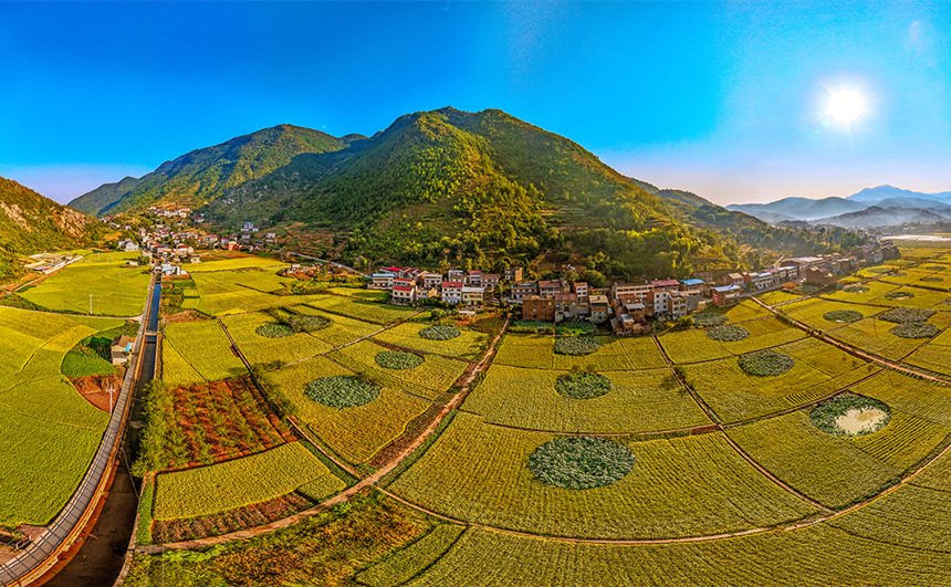 重庆巫山：稻谷飘香 “丰”景如画